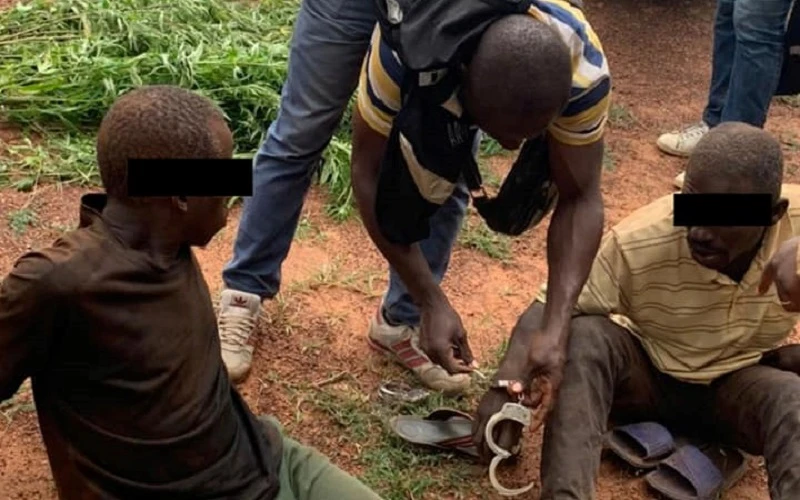 Les deux cultivateurs ont été interpellés à Assoumou-Kouassikro
