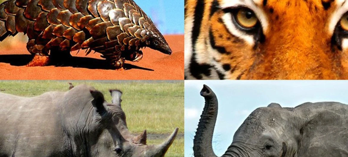 Animaux sauvages (PhDr).