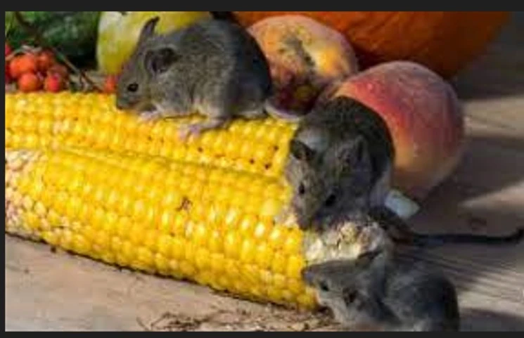 Comment utiliser le savon pour éloigner les souris de sa maison