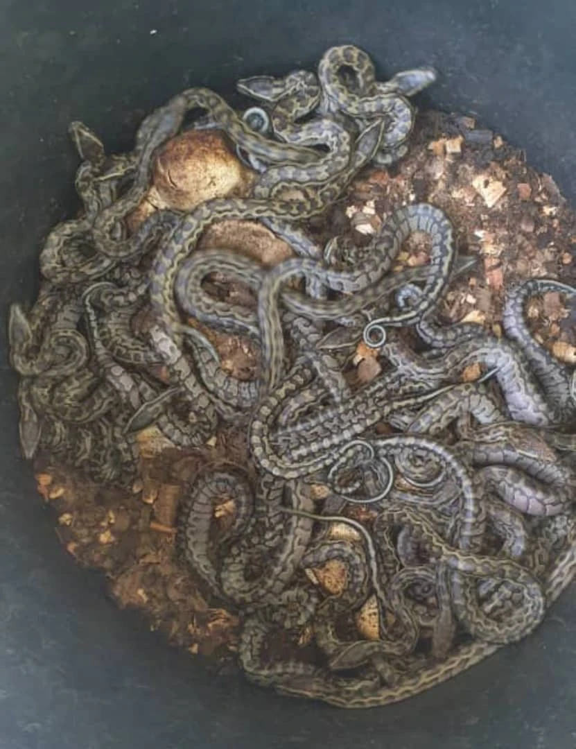 Les pythons sebae de l'Institut Pasteur de Côte d'Ivoire