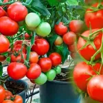 4-utilisations-surprenantes-des-tomates-beaute-soin-et-nettoyage-au-naturel