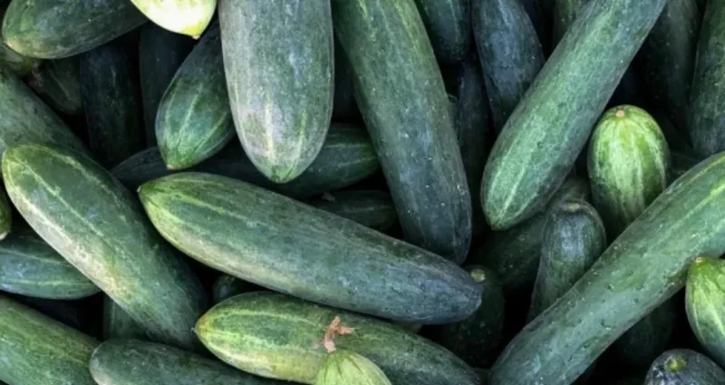 reseaux-sociaux-decouvrez-comment-une-celebre-recette-sur-tiktok-a-cree-une-penurie-de-concombres-en-islande