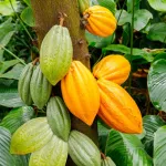 breve-panafricaine-mieux-produire-le-cacao-400-pharmacies-illegales-au-nigeria-748-000-refugies-en-egypte