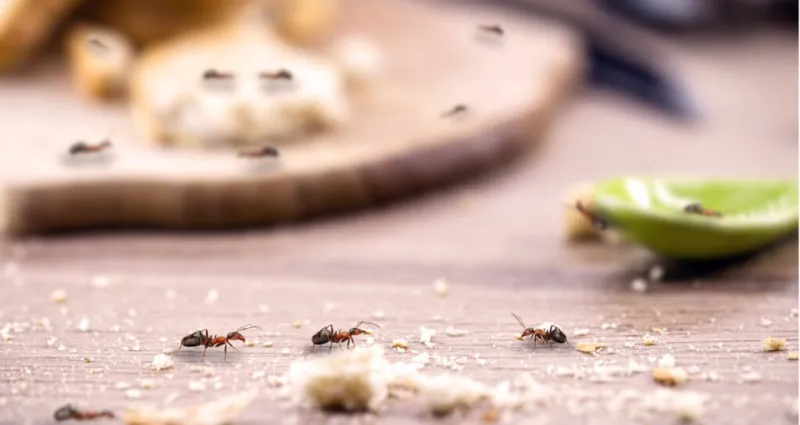 eradiquez-les-fourmis-naturellement-4-recettes-efficaces-pour-un-habitat-sans-insectes