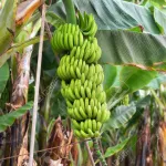 rechauffement-climatique-au-senegal-des-hectares-de-bananeraie-devastes-par-des-vents-violents-a-tambacounda