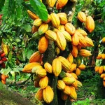 secteur-cafe-cacao-le-cameroun-engage-une-revolution-agricole-a-travers-la-geolocalisation-des-plantations