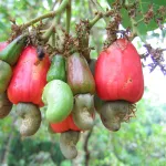 filiere-anacarde-depuis-yamoussoukro-les-producteurs-interpellent-sur-le-deal-actuel-du-conseil-coton-anarcade