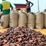 prix-du-cacao-au-ghana-une-augmentation-de-plus-120-pour-la-nouvelle-saison-2024-2025
