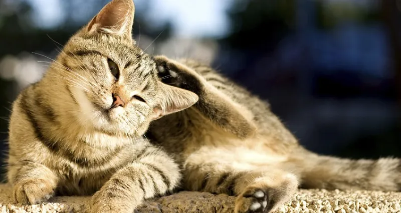 eloigner-les-puces-naturellement-3-remedes-efficaces-pour-soulager-votre-chat