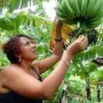 malawi-des-dechets-de-banane-transformes-en-vin-un-gain-supplementaire-pour-les-agriculteurs