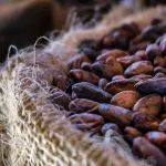 promotion-du-cacao-ivoirien-la-cote-d-ivoire-presente-ses-exploits-agricoles-sur-le-marche-chinois