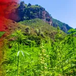 maroc-les-cultivateurs-de-cannabis-de-taounate-beneficient-de-la-grace-royale