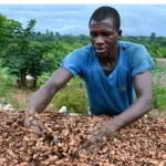 filiere-cacao-le-prix-bord-champ-du-kg-passe-de-1500-a-1800-fcfa