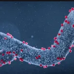 virus-de-marburg-au-rwanda-la-lutte-continue-avec-un-nouveau-bilan-de-11-morts