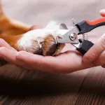 animaux-domestiques-voici-l-astuce-ingenieuse-pour-couper-les-griffes-de-votre-chien