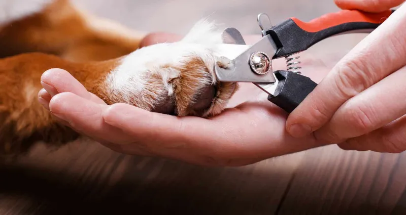 animaux-domestiques-voici-l-astuce-ingenieuse-pour-couper-les-griffes-de-votre-chien