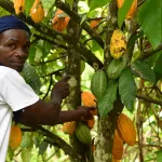 campagne-cacao-2024-2025-le-conseil-du-cafe-cacao-annonce-les-nouvelles-dispositions