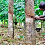 jean-marcel-kragba-cphci-nous-demandons-que-l-hevea-soit-bien-paye-pour-le-bonheur-des-planteurs