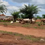 daloa-un-parc-a-boeufs-au-quartier-tagoura-transforme-le-quotidien-des-riverains-en-cauchemar