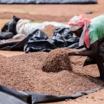 modernisation-et-amelioration-de-la-productivite-une-nouvelle-ere-s-ouvre-pour-la-filiere-karite-en-cote-d-ivoire