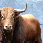 mauritanie-les-acteurs-du-pastoralisme-ouest-africain-en-conclave-au-forum-nouakchott-10