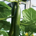 le-concombre-un-legume-genereux-en-fraicheur-et-bienfaits