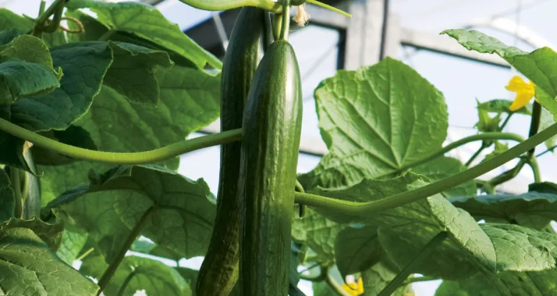 le-concombre-un-legume-genereux-en-fraicheur-et-bienfaits