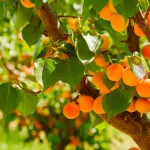 l-abricot-un-fruit-savoureux-au-pouvoir-nutritif-exceptionnel