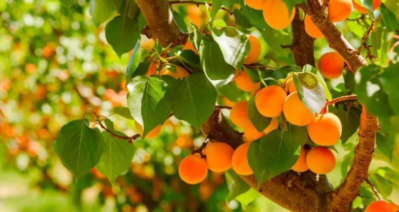 l-abricot-un-fruit-savoureux-au-pouvoir-nutritif-exceptionnel