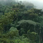 la-cote-d-ivoire-prete-a-rejoindre-le-marche-international-du-carbone-avec-des-reductions-d-emissions