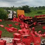 gonate-un-essaim-d-abeilles-provoque-un-accident-de-la-circulation-et-une-scene-de-pillage-de-boisson