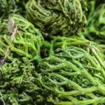 la-rose-de-jericho-symbole-de-resilience-et-de-renouveau