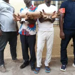 soubre-deux-presumes-trafiquants-d-animaux-interpelles-avec-2-pointes-d-ivoires-d-elephants