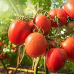 la-tomate-un-allie-sante-aux-multiples-vertus-pour-l-organisme