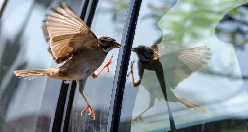 eviter-les-collisions-dangereuses-comment-proteger-les-oiseaux-de-vos-fenetres