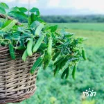 cote-d-ivoire-d-aucy-lance-une-ambitieuse-campagne-marketing-pour-une-consommation-massive-de-legumes