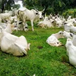 anyama-desespere-du-chomage-un-jeune-burkinabe-a-ete-interpelle-apres-avoir-vole-du-betail-en-pleine-nuit