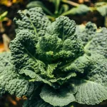 le-chou-frise-le-super-aliment-qui-boost-votre-sante-et-votre-cuisine