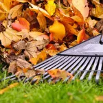 transformez-les-feuilles-mortes-en-terreau-astuces-pratiques-pour-un-jardin-durable
