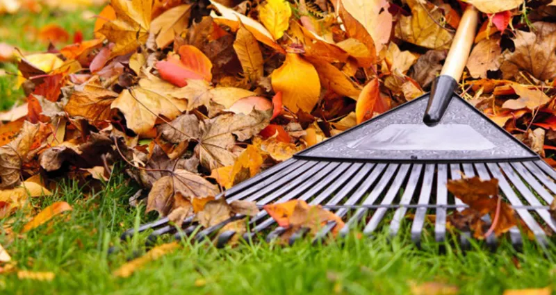 transformez-les-feuilles-mortes-en-terreau-astuces-pratiques-pour-un-jardin-durable