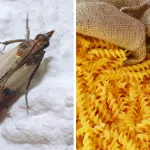 mites-alimentaires-astuces-et-solutions-efficaces-pour-s-en-debarrasser