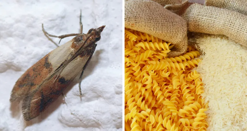 mites-alimentaires-astuces-et-solutions-efficaces-pour-s-en-debarrasser