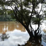 lakota-des-produits-toxiques-deverses-dans-une-riviere-deja-plusieurs-especes-de-poissons-tues