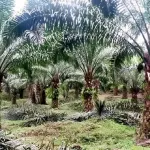 drame-a-ehania-un-homme-et-une-jeune-dame-tues-dans-des-plantations-de-palmier-un-suspect-interpelle