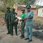 bocanda-une-petite-gazelle-mysterieuse-a-pelage-blanc-recuperee-par-les-eaux-et-forets-dans-un-village