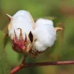 cote-d-ivoire-l-or-blanc-une-nouvelle-etoile-montante-de-l-economie-ivoirienne