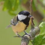 oiseaux-4-astuces-essentielles-pour-les-attirer-les-oiseaux-dans-son-jardin