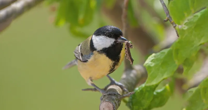 oiseaux-4-astuces-essentielles-pour-les-attirer-les-oiseaux-dans-son-jardin
