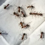 fourmis-de-votre-maison-voici-4-astuces-efficaces-pour-les-eliminer