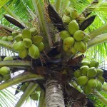 extension-des-missions-du-conseil-hevea-palmier-a-huile-a-la-filiere-coco-une-nouvelle-dynamique-pour-le-secteur